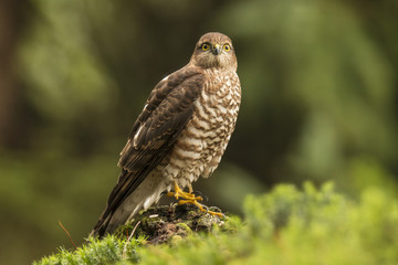 sparrowhawk