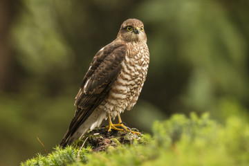 sparrowhawk