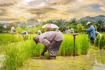Asian farmer transplant rice seedlings in rice field. Farmer planting of the rice season, be prepared for planting. - 174852939