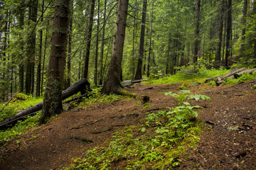 Fototapeta premium Forest above the 