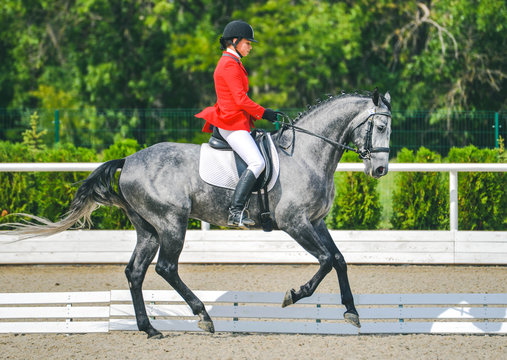 Young elegant rider woman and gray horse, dressage test on equestrian competition. Advanced Dressage test. Horse with girl at dressage equestrian sports competitions. Details of equestrian equipment.