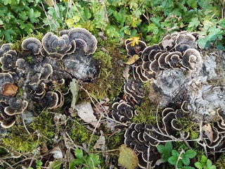 Champignons non comestible