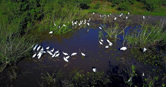 Aerial image in the Pantanal Biome. Flock of Wood Stork (Mycteria americana) and Jabiru (Jabiru mycteria) in wet area. Vegetation of aquatic plants and primary forest. Mato Grosso do Sul - Brazil