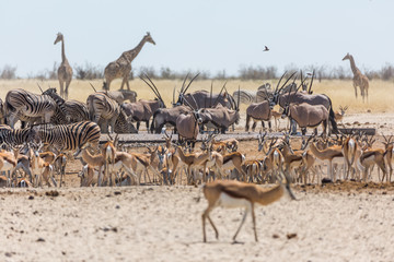 Etosha wilderness, Namibia, Africa