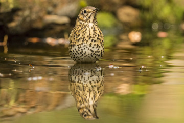Thrush