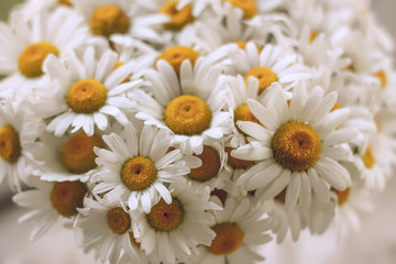 Obraz premium Daisy chamomile flowers