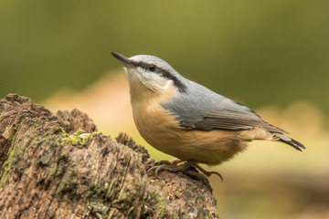 Nuthatch