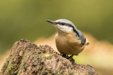 Nuthatch