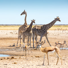 Etosha Wilderness, Namibia, Africa