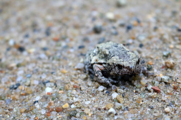 Wild frog blend with the sand on the floor