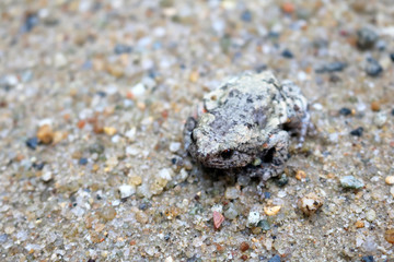 Wild frog blend with the sand on the floor