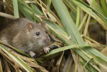 Brown rat
