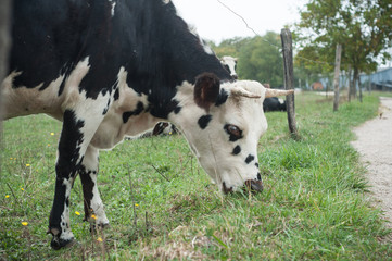 détail vache noire et blanche dans une prairie 