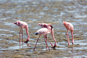 Walvis Bay, Swakopmund, Namibia, Africa