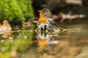 Robin