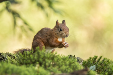 Fototapeta premium Squirrel