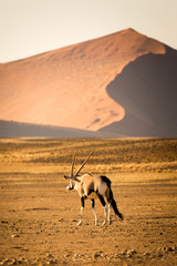 Sossusvlei, Namib desert, Namibia, Africa