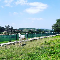 Obraz premium White horse in the countryside