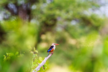 Colorful small bird - kingfisher bird. Tarangire, Africa	