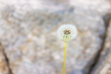 Macro closeup of white fluffy dandelion with seeds against rock background showing bokeh, detail and texture