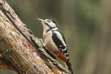 Woodpecker