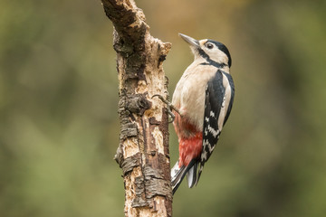 Woodpecker