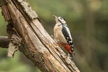 Woodpecker