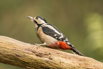 Woodpecker