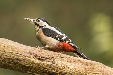 Woodpecker
