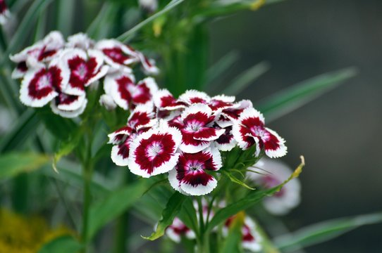 Bartnelke rot-wei&szlig;