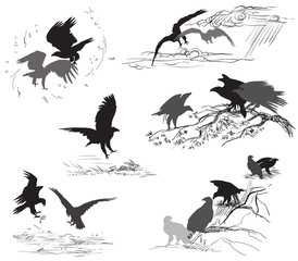 Set of vector scenes of eagle life