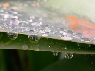 lots of rain drops on leaves