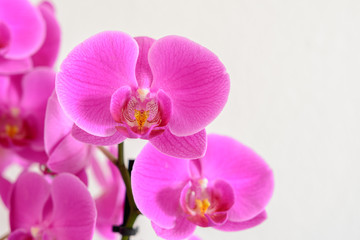 Blüte der Orchideen auf weiß