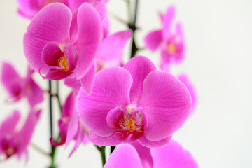 Obraz na płótnie Canvas Orchideen auf weiß