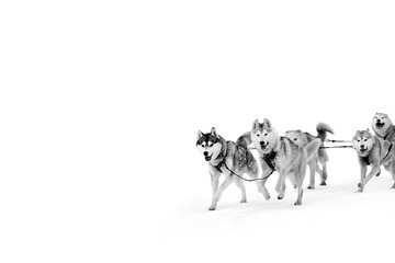 Sled dogs in harness. Northern huskies - hardy and strong. Team Husky sled in the winter.