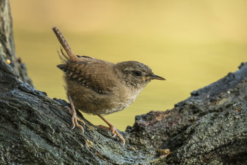 Wren