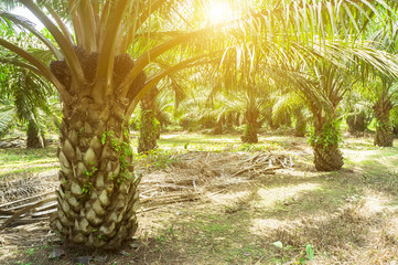 Palm oil plantation and morning sunlight