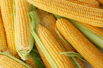 Many ripe corn cobs, closeup