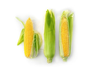 Ripe corn cobs on white background