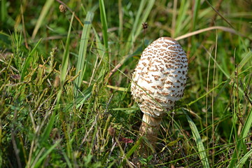 Mushrooms in a meadow/ the mushroom grows on the autumn on the bow