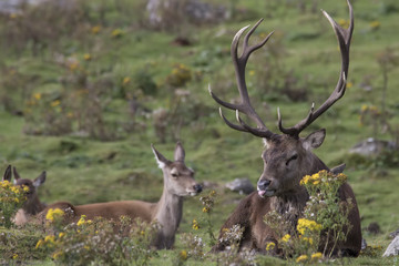 Naklejka na ściany i meble red deer stag during rutting season roaring, running, alone and in group, Cervus elaphus