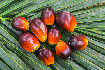 Close up palm oil seed on green leaf background. Selective focus.