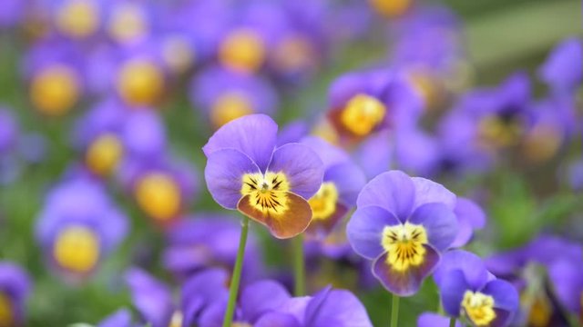 Closeup of Violet pansy flowers in Spring.