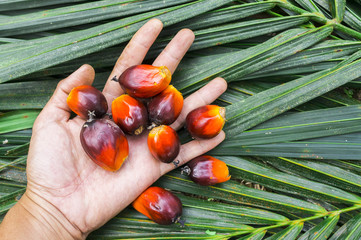 Palm oil seeds on male's hand with green leaf background.