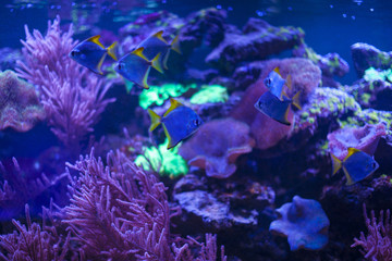 Fototapeta na wymiar The marine life of the Indian Ocean. Colorful aquarium, showing colorful fish swimming