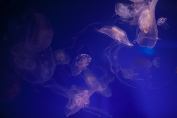 Jellyfishes Swimming In The Sea. Beautiful jellyfish, medusa in the neon light. Aquarium with blue jellyfish. Making an aquarium with corrals and ocean wildlife. Underwater life in ocean jellyfish.