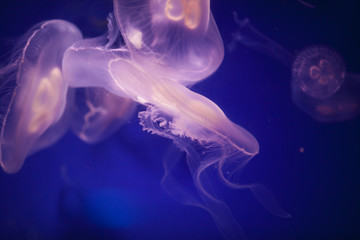 Jellyfishes Swimming In The Sea. Beautiful jellyfish, medusa in the neon light. Aquarium with blue...