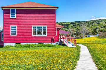 Red painted shed house with yellow dandelion flowers in La Martre in the Gaspe Peninsula, Quebec, Canada, Gaspesie region