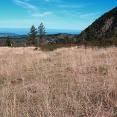 pyrenean meadow in Aude, Occitanie in South of France