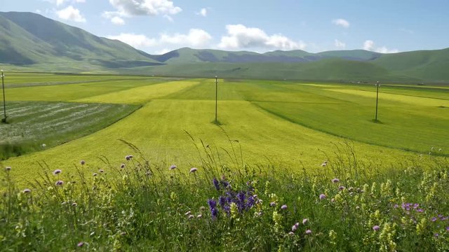 Castelluccio di Norcia campi di lenticchie